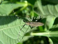 Agapanthia villosoviridescens