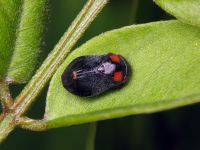 Penthimia nigra