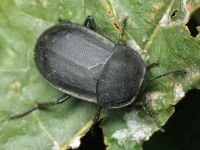 Silpha obscura