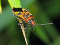 Corizus hyoscyami
