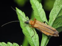 Oedemera podagrariae