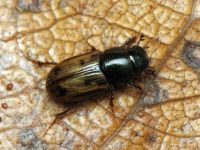 Aphodius (Chilothorax) distinctus