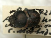 Onthophagus vacca