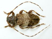 Leiopus nebulosus