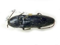 Melanotus nitidicornis