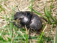 Lethrus apterus