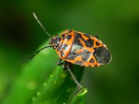 Eurydema (Rubrodorsalium) ventralis