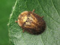 Hypocassida