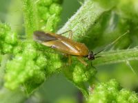 Plagiognathus arbustorum