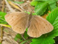 Aphantopus hyperantus