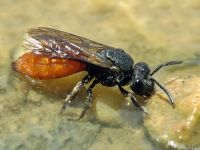 Sphecodes albilabris