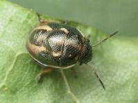 Holcostethus sphacelatus