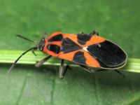 Tropidothorax leucopterus