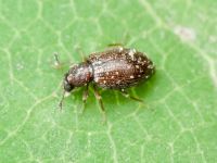 Cortinicara gibbosa