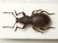 Otiorhynchus velutinus