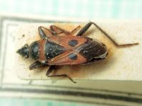 Lasiocoris anomalus