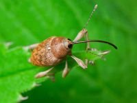 Curculio (Curculio) glandium