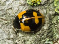 Adalia bipunctata