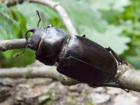 Lucanus cervus