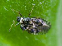 Dictyla rotundata