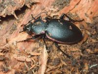 Carabus marginalis