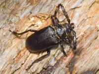 Prionus coriarius