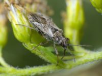 Nysius ericae