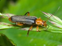 Cantharidae