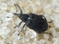 Tachyerges stigma (complex)