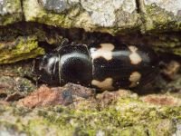 Glischrochilus (Librodor) quadriguttatus
