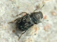 Rhaphitropis marchica