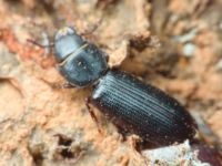 Tenebroides fuscus