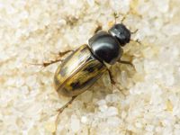 Aphodius