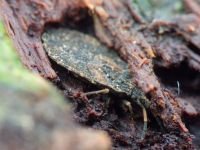 Aradus distinctus
