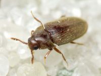 Aulonothroscus brevicollis