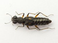 Stenus bimaculatus