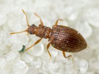 Stephostethus angusticollis
