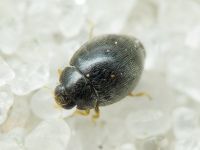 Stethorus punctillum
