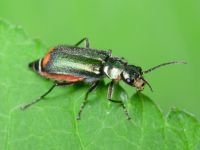 Malachius bipustulatus