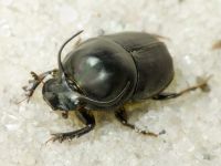 Onthophagus taurus