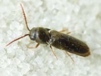 Dirrhagofarsus attenuatus