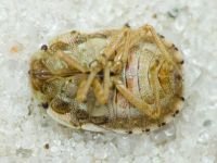 Sciocoris deltocephalus