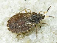 Aradus distinctus