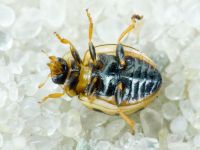 Tytthaspis sedecimpunctata