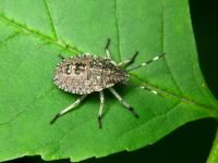 Rhaphigaster nebulosa