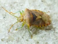 Elasmucha grisea