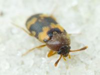 Mycetophagus piceus