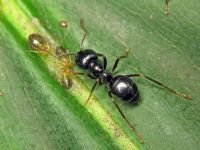 Lasius fuliginosus
