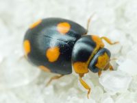 Hyperaspis erytrocephala