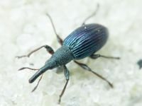 Aspidapion validum